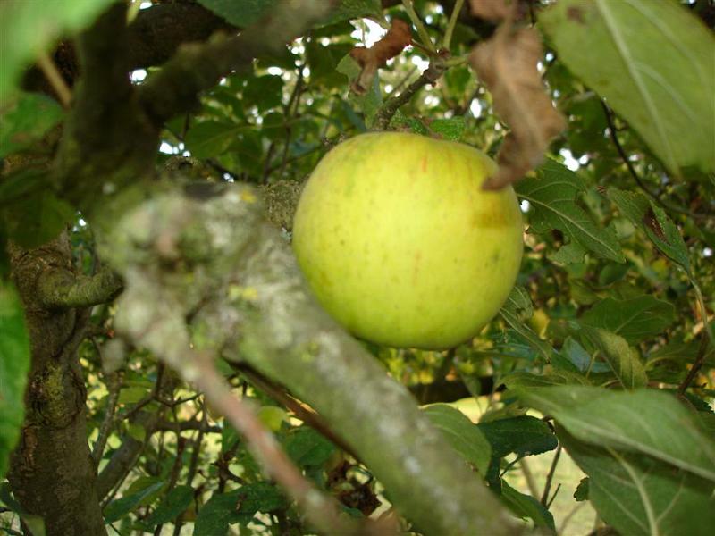 pommier 10 (2nd rangee)